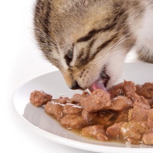 Comida Húmeda para Gatos