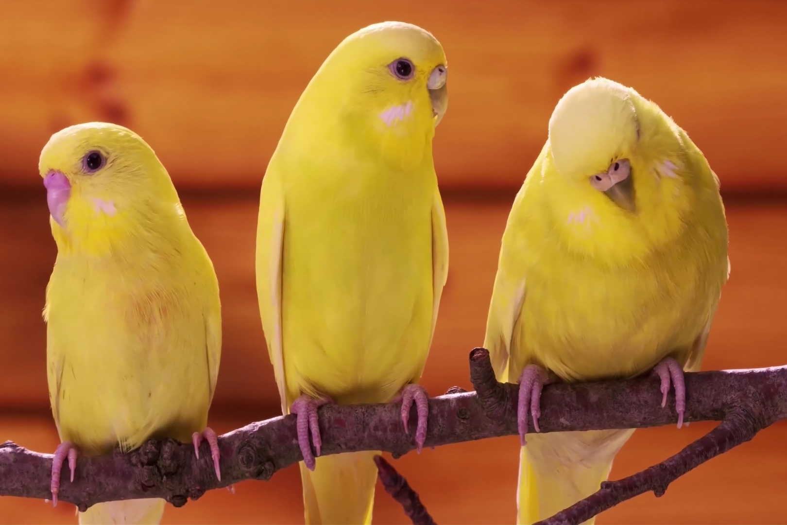 Complementos para aves