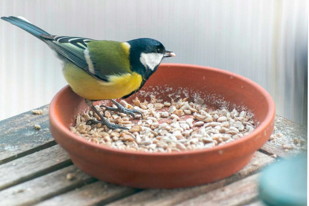 Comida para pájaros: ¿Cuál es la mejor opción para aves domésticas?