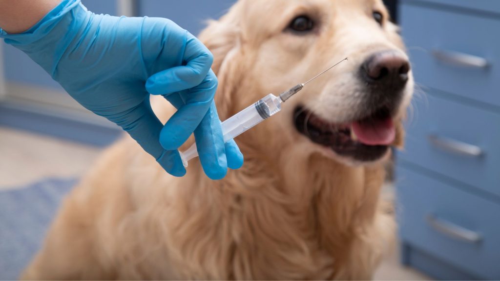 Productos zoosanitarios: Lo que debes saber para la salud de tus mascotas