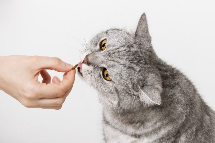 En este artículo te damos las claves de la alimentación de gatos esterilizados