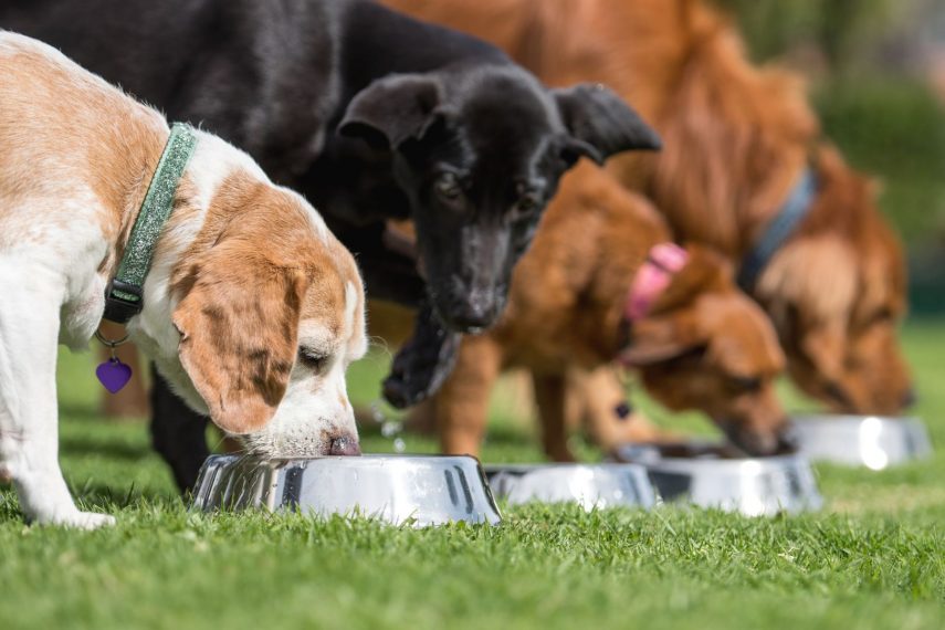 Vemos a perros de diferentes tamaños, colores y razas comiendo en un jardín cada uno en su cuenco. La comida para perros es diferente según su tamaño