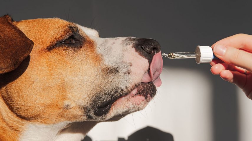 Stangest, Suplementos para mejorar la calidad de vida de tus mascotas