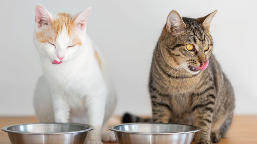 cómo elegir la mejor comida para gatos