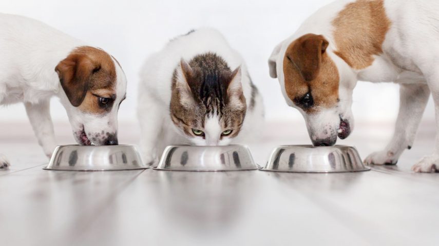 piensos de calidad para perros y gatos online